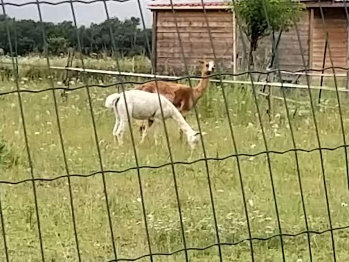 Belle Maison Du Quercy Septfonds Kültér fotó