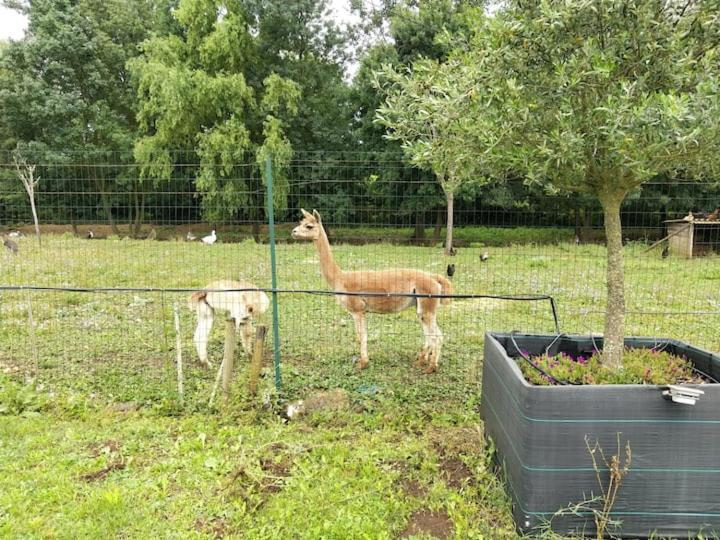 Belle Maison Du Quercy Septfonds Kültér fotó
